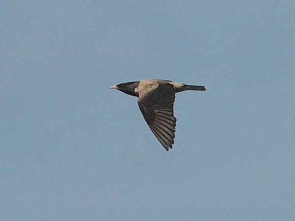 Punakottarainen, Rosy Starling, Sturnus roseus